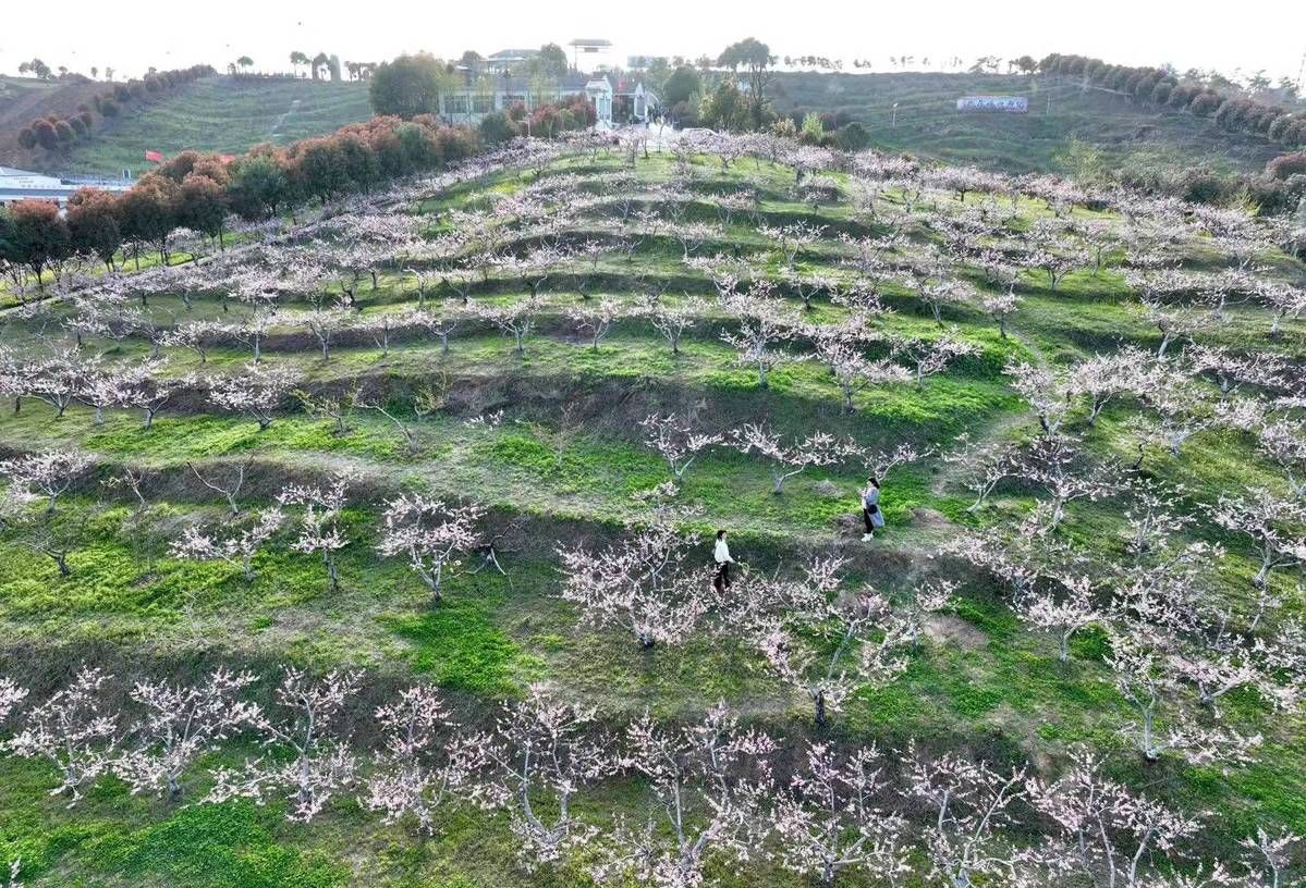 3月28日,湖北省襄阳市襄城区尹集乡姚庵村桃花岭桃花盛开,绿意盎然.