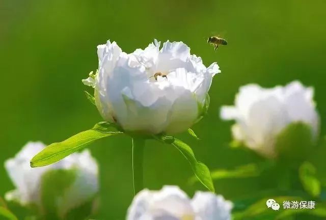 3牡丹花自驾路线:二广高速 麻安高速 呼北高速 s307 保兴线