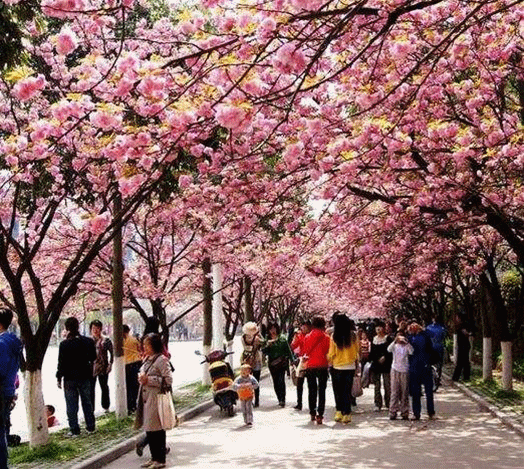 (往年资料图)今年,受到新冠肺炎疫情的影响,直到今天,不仅襄阳四中的