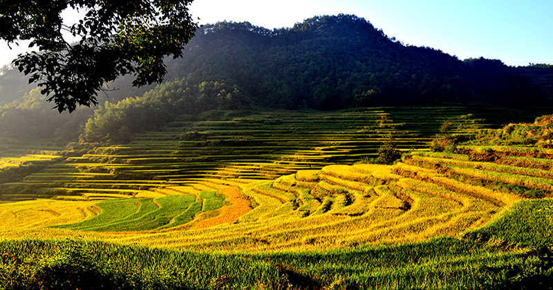 蕲春雾云山梯田美景