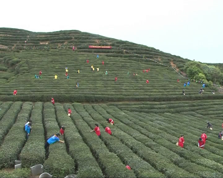 檀林镇:雾云山上采茶忙 群众增收有门路_蕲春
