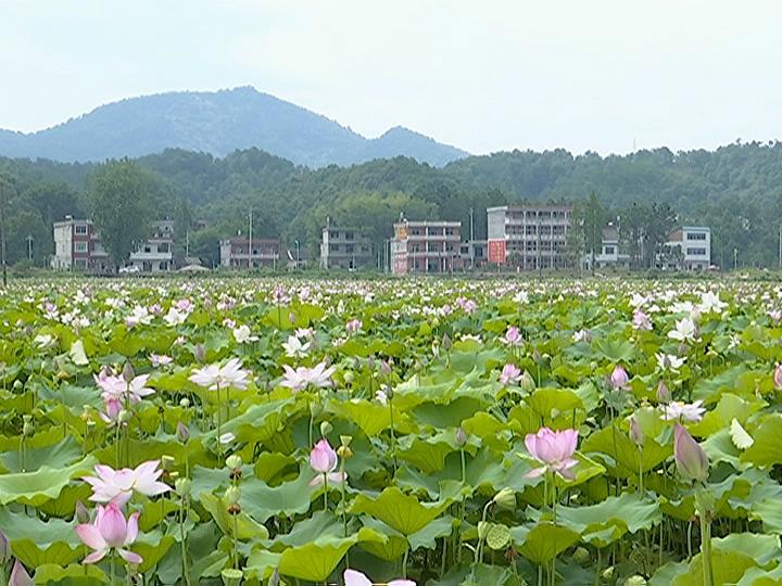 狮子镇美丽乡村建设步伐明显加快_云上蕲春