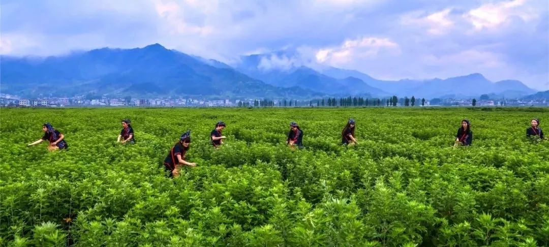 一万多吨蕲春的老百姓今年仅种植蕲艾就收入八千多万元