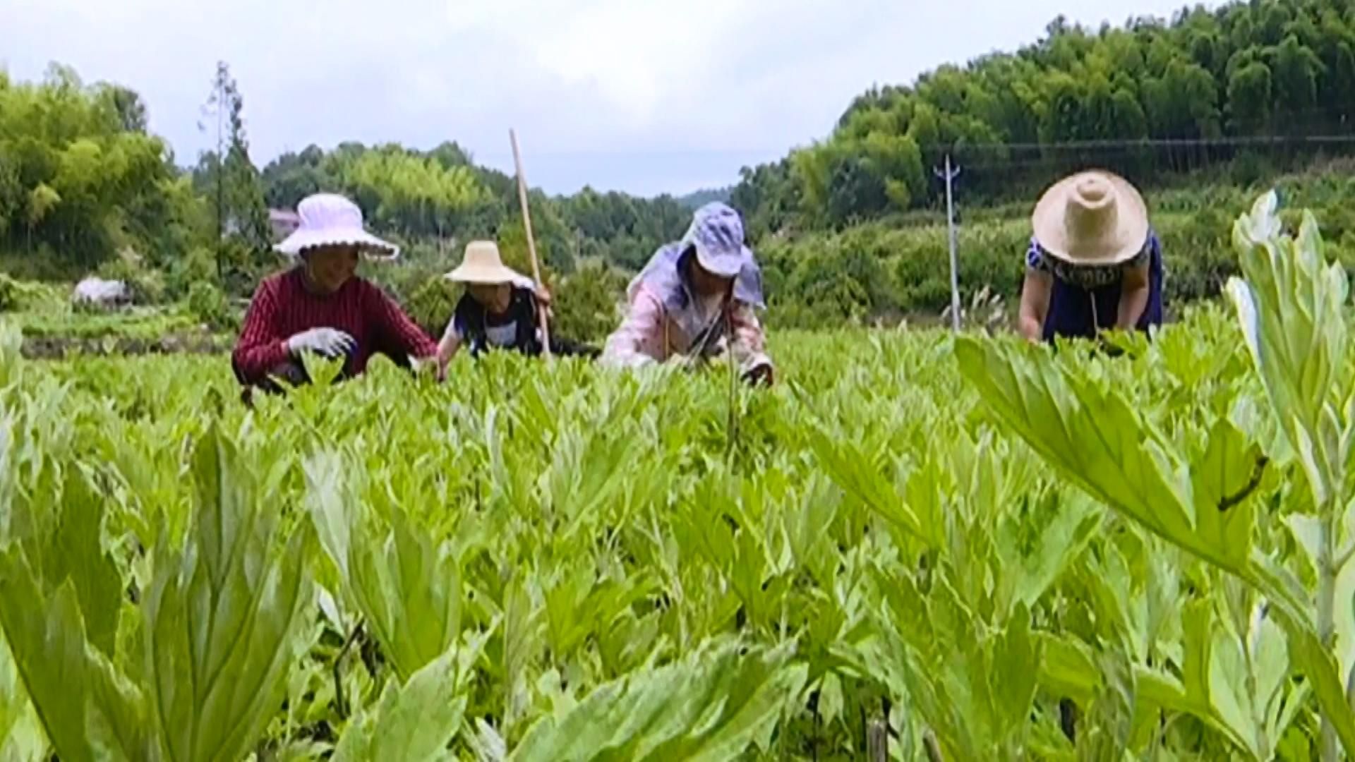 大同镇:掀起蕲艾种植热潮 助力脱贫攻坚_云上蕲春