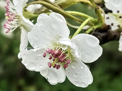 一枝梨花,点亮了乡村的景色,更是科技兴农的美丽诠释.