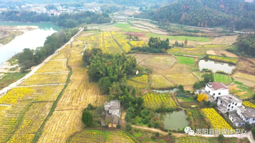 近些年来,崇阳县沙坪镇农民朋友大胆尝试,因地制宜发展起了花产业.