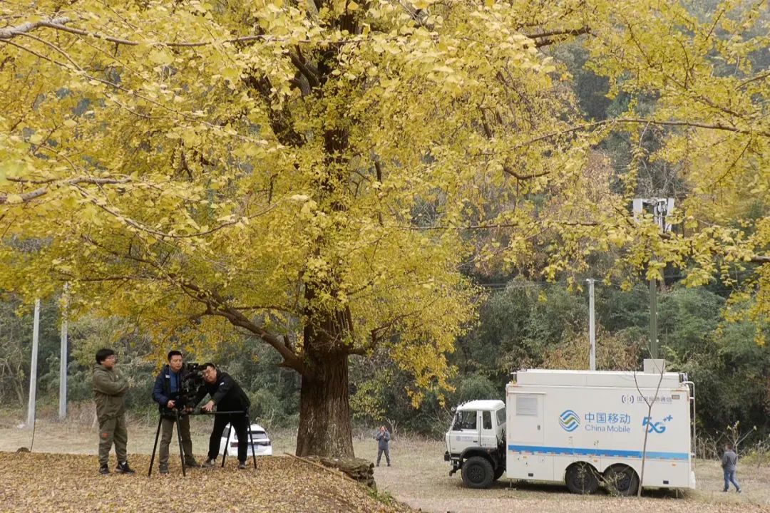 深秋时节,金黄色的银杏叶灿若云锦,安陆市钱冲古银杏谷满地尽带黄金甲