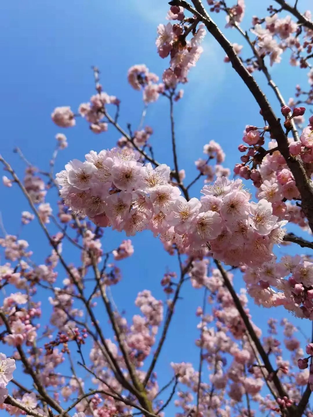 花开啦孝感的早春景色太美