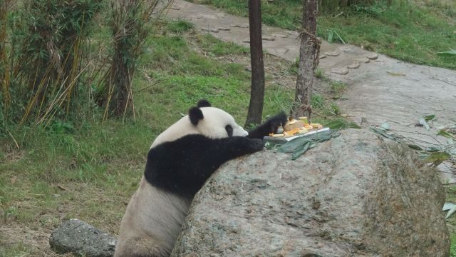 今天神农架大熊猫韵韵10周岁了