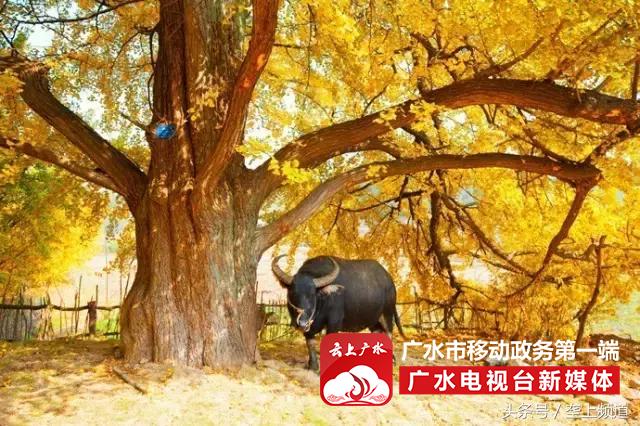 2017年湖北旅游名镇、名村名单出炉！快看你都去过吗？