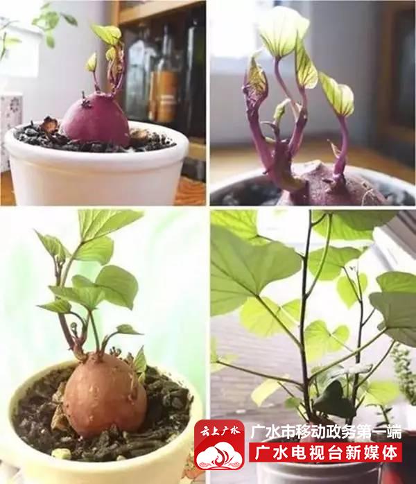 买啥花呀,这种蔬菜丢水里,7天变成漂亮盆栽