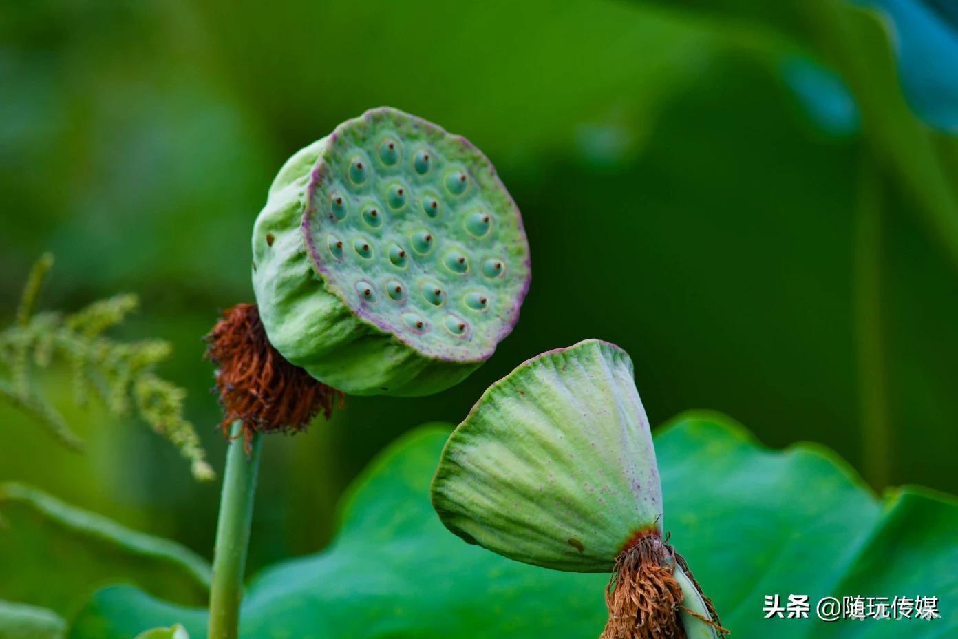 赏千亩荷花 品新鲜莲子