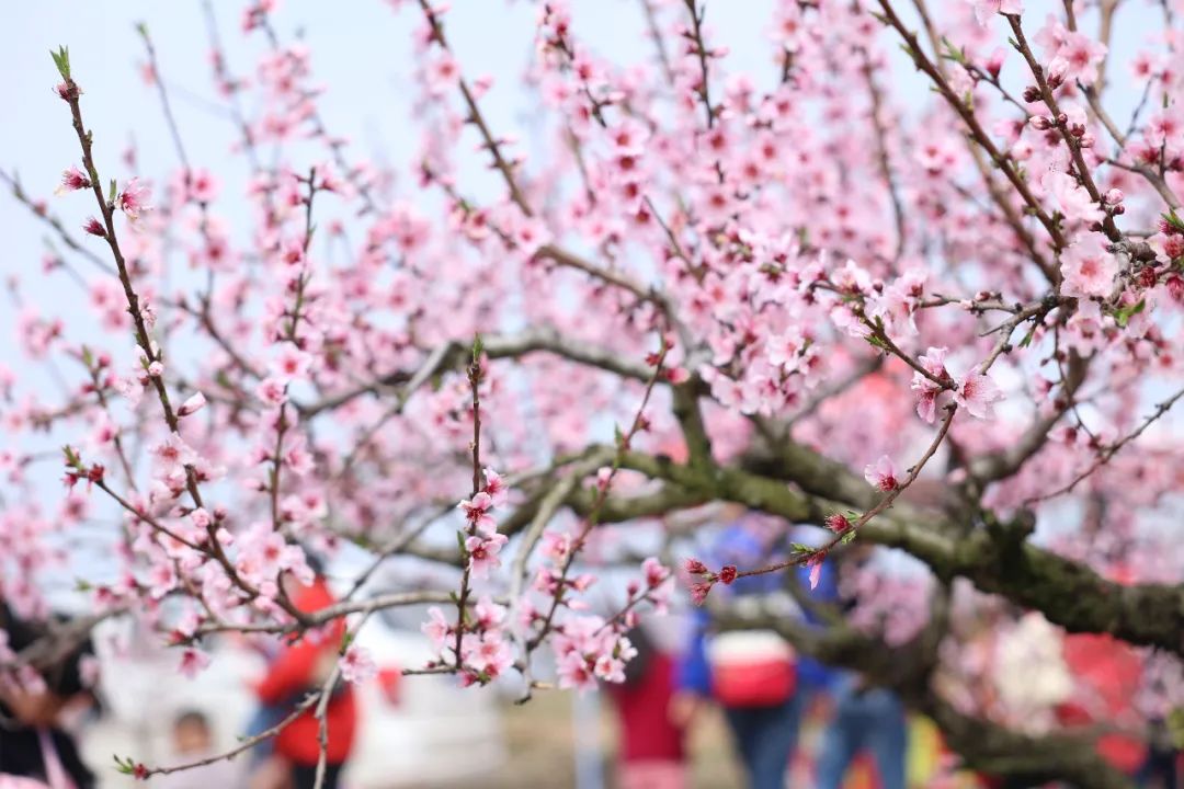 花开荆楚醉美桃花节美了桃经济