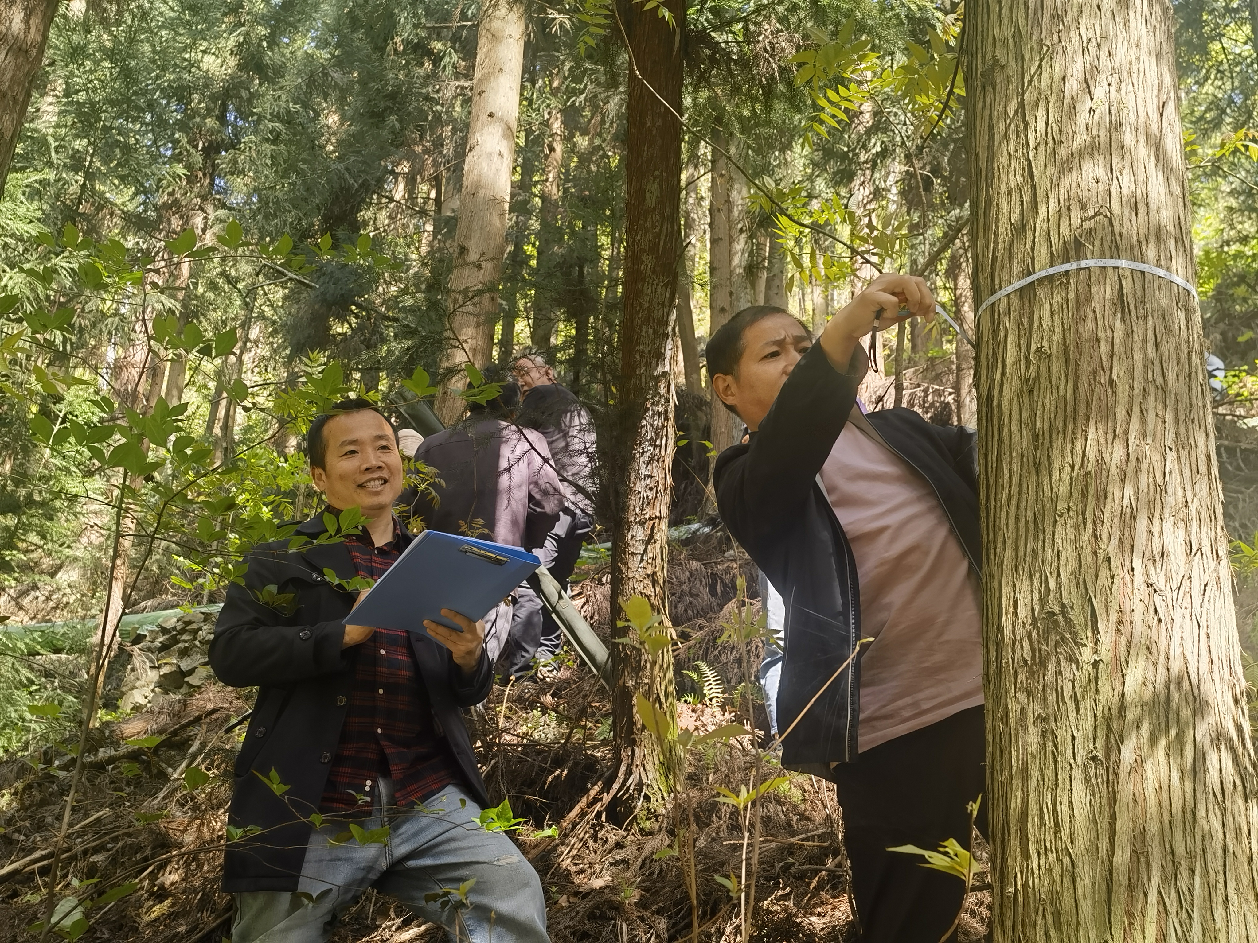 省市林木种苗站专家考察樟村坪林场优良林分培育工作