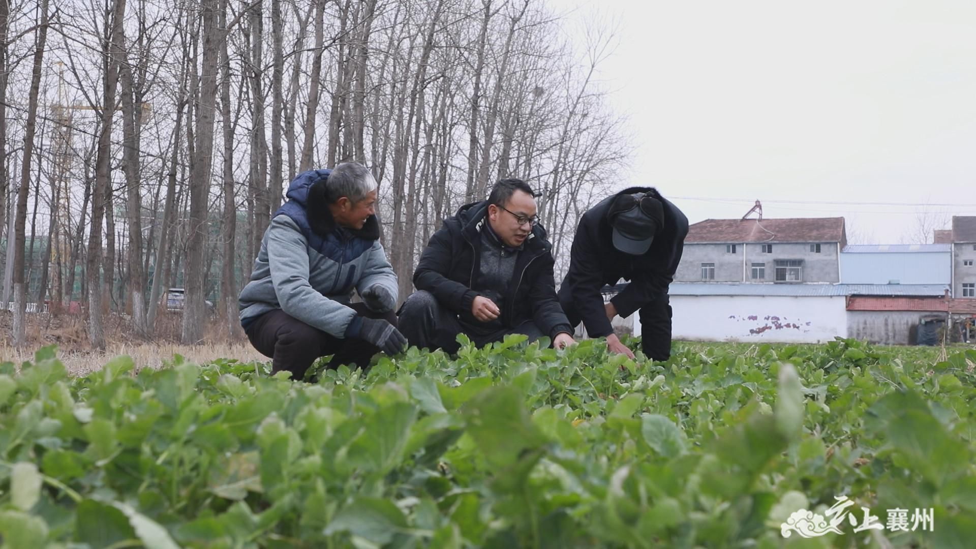 新春走基层襄州春耕备耕忙起来不负农时不负春