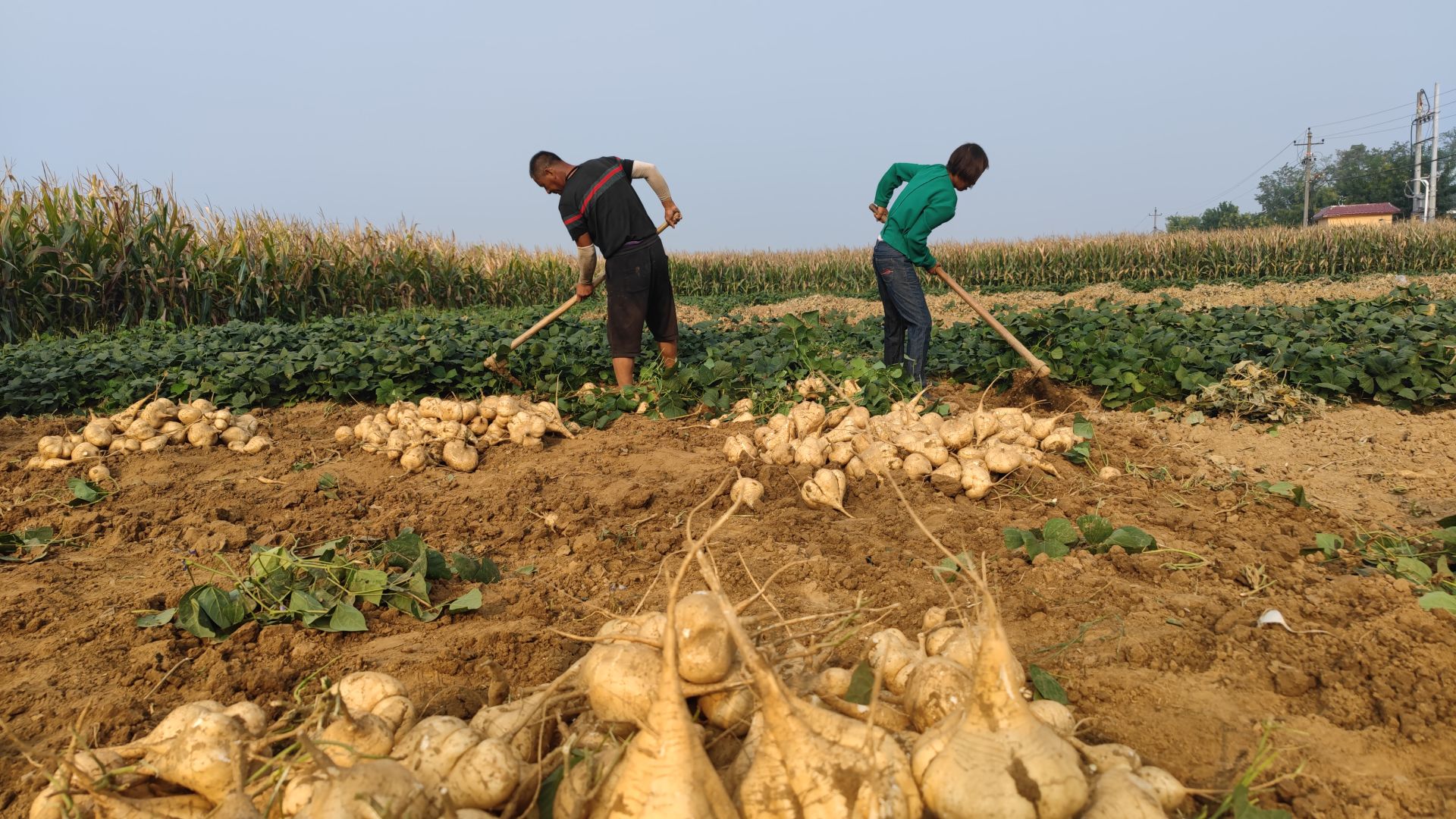红薯串起致富产业链，村民再也不用担心返贫了（视频）-都市-长沙晚报网