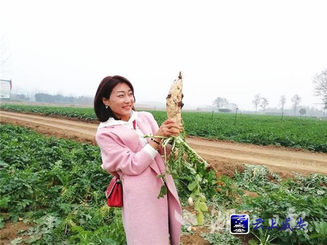 拔萝卜,扯芹菜,晒萝卜干…12月1日,记者在有"萝卜小镇"美誉的咸宁市