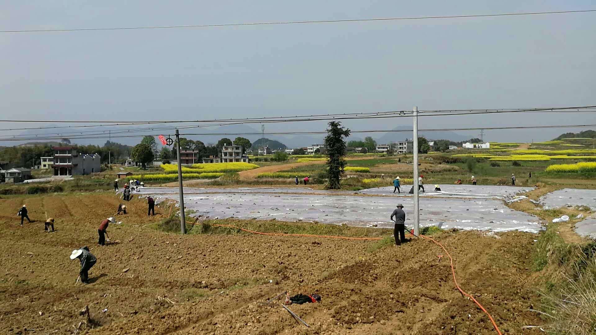 阳新县白沙镇田间地头春耕忙