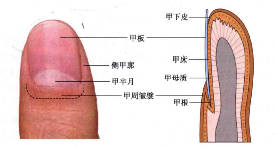 75mm,指甲根部呈半月形粉白色区域为甲半月,俗称"月牙".