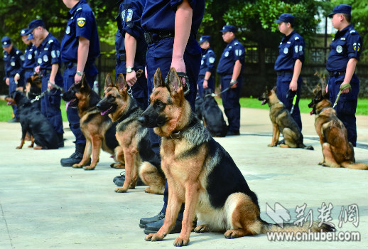 黄石有一群警犬堪比电影湄公河行动中的啸天