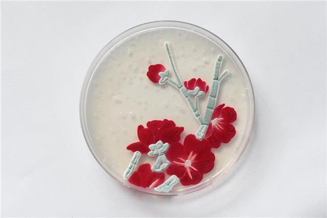 细菌为颜料培养基为画板华农学子绘就别样梅兰竹菊
