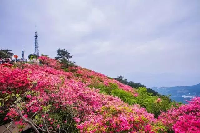 麻城杜鹃龟峰山自然景观有古代闻名的"三台八景,当代新建的龟峰山