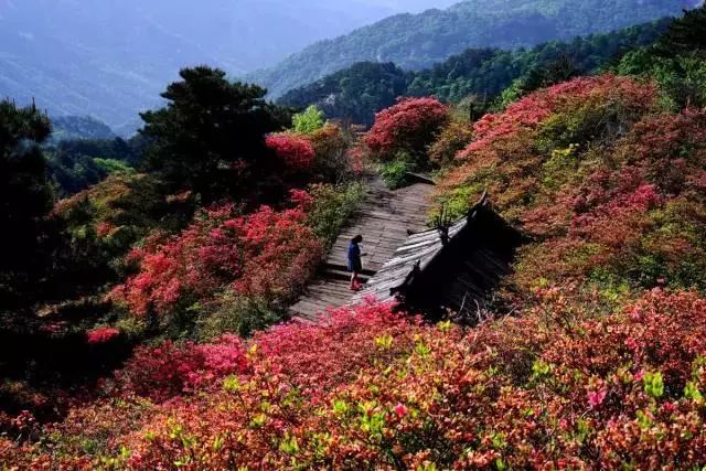 麻城杜鹃龟峰山自然景观有古代闻名的"三台八景,当代新建的龟峰山