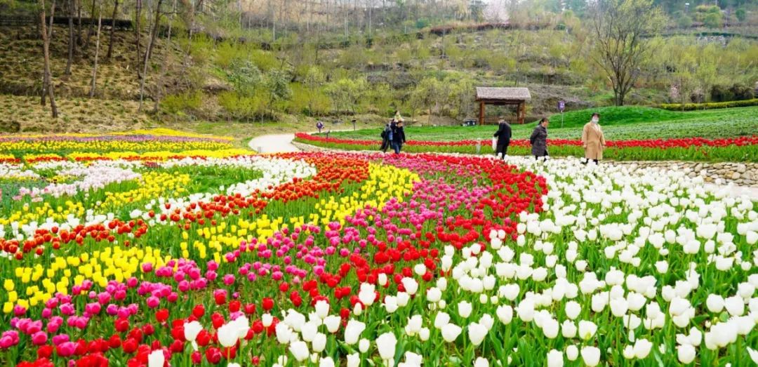 英山四季花海景区恢复营业公告