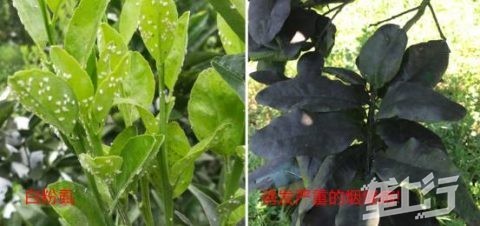 柑橘柑橘虫害图谱与用药诊治大全