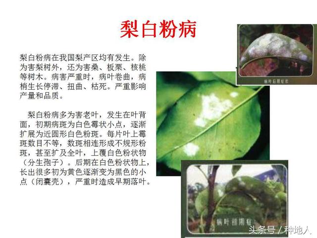 梨子梨树22种病害识别和防治方法种梨人必备