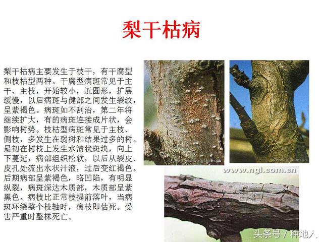 梨子梨树22种病害识别和防治方法种梨人必备