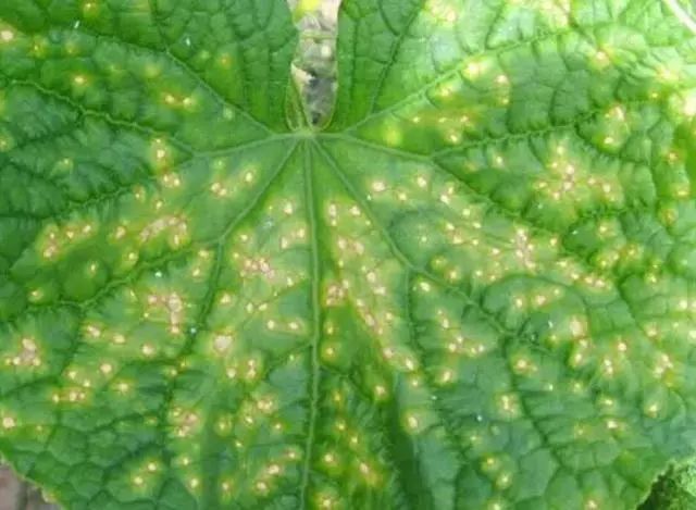 黄瓜褐斑病主要为害叶片,一般在黄瓜的生长中期或者后期发生,黄瓜的