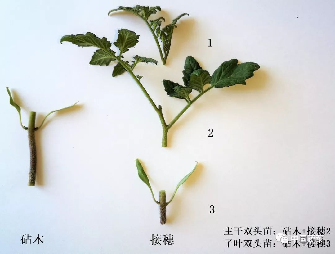 还在用传统方法嫁接番茄苗吗新方法番茄双断根双头嫁接育苗技术