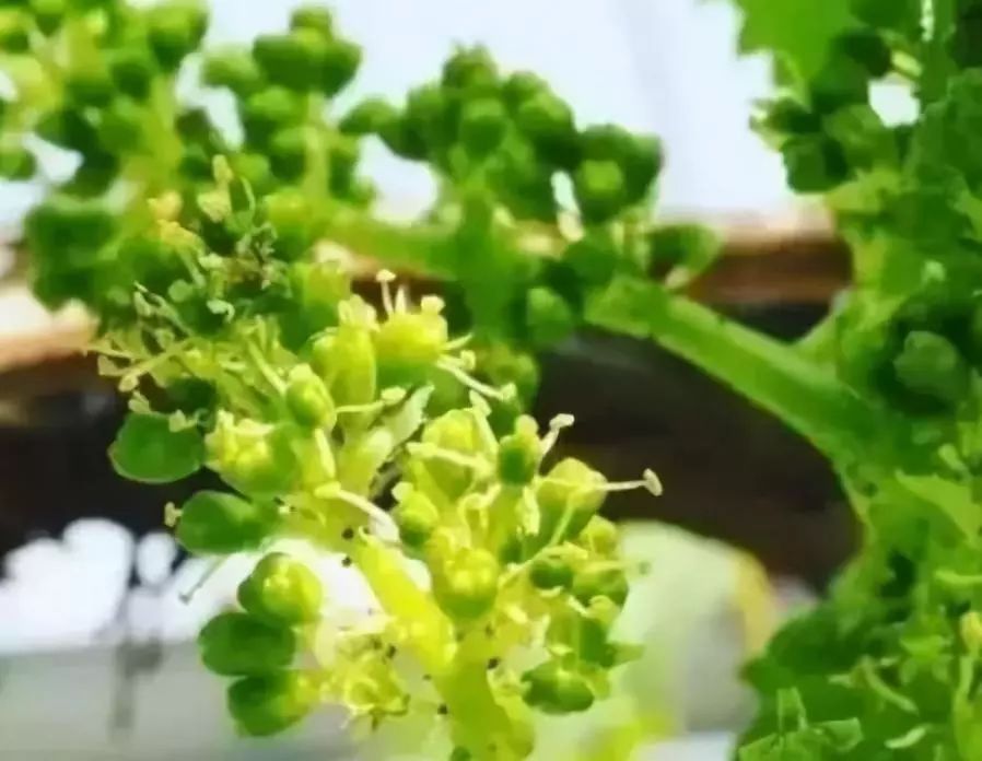 葡萄种植阳光玫瑰需要注意的问题汇总