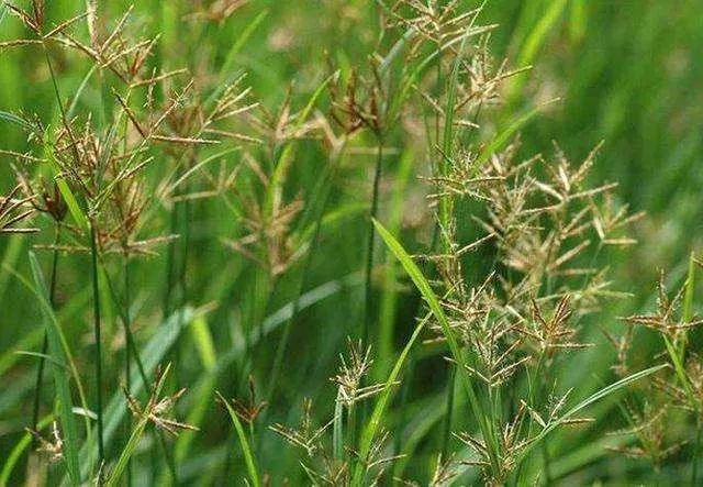 百草枯退市这个药将扛起除草大任除草快死草彻底价格便宜