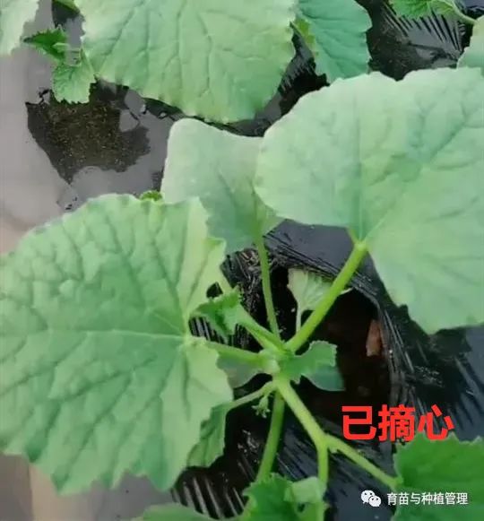 个表现优秀的幼瓜,然后把多余的侧蔓打掉,留瓜的侧蔓也要及时掐尖打杈