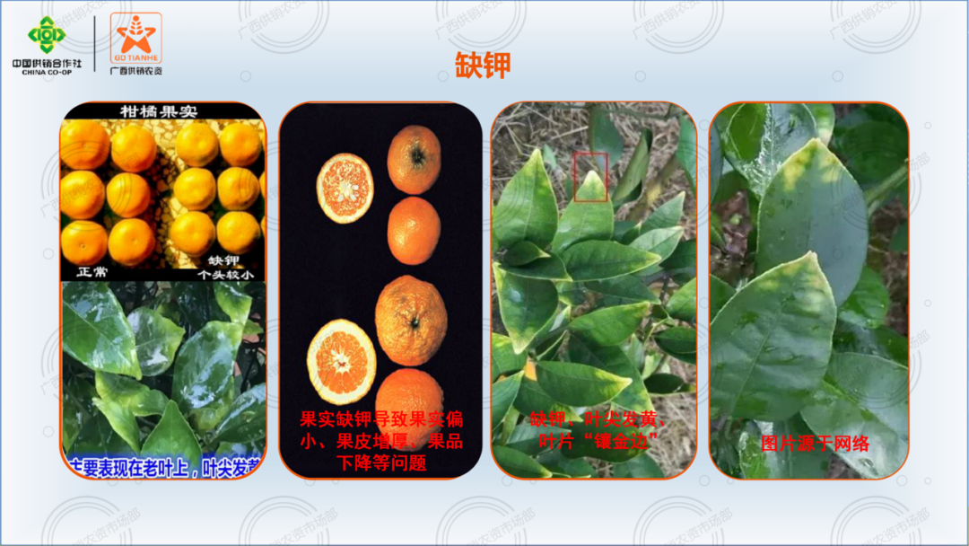 二十四种柑橘常见病害图谱建议收藏