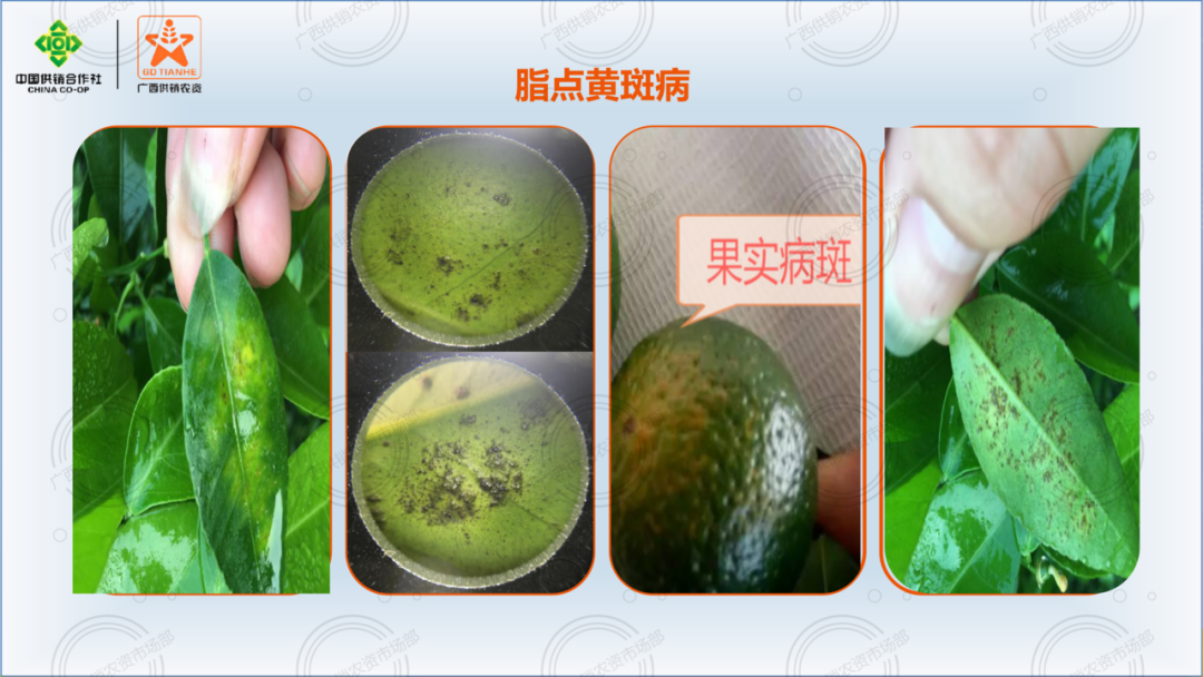 二十四种柑橘常见病害图谱建议收藏
