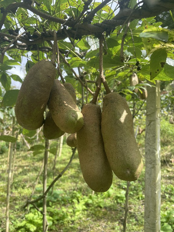 近日,在五里乡水泉村八月瓜种植基地,一株株瓜藤条上硕果累累,部分