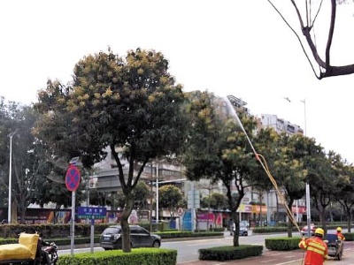 绿化芒果树被喷药节育 防止安全隐患