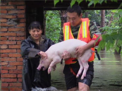 洪水中消防"抱猪哥"勇救80头牲猪