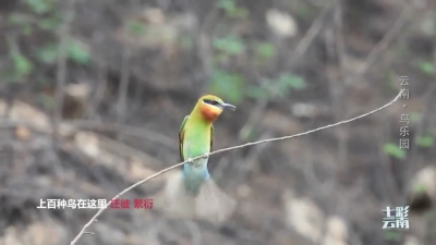 云南·鸟乐园