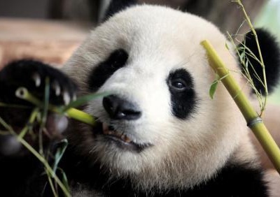 法国将迎首例本土出生大熊猫 夫人或任