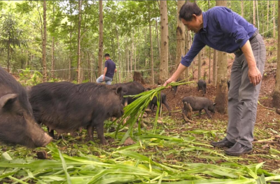 为贫困山村农户寻找致富路 六旬老人扎根山区饲养藏香猪