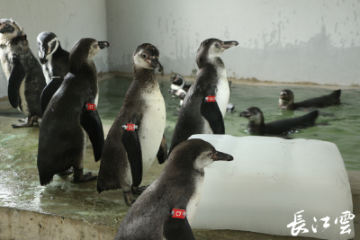 全国罕见！武汉动物园一年内成功繁育14只洪氏环企鹅