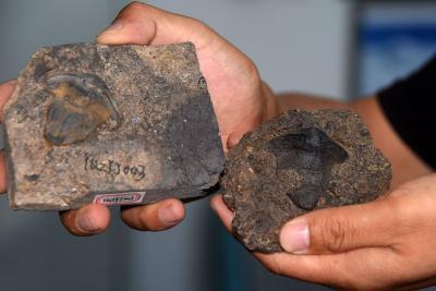 我国首次发现2.9亿年前瓣齿鲨化石