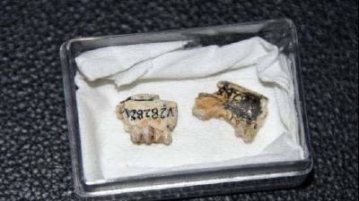 科学家在内蒙古二连盆地首次发现豕齿兽化石 距今约4800万年
