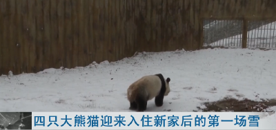 四只大熊猫迎来入住新家后的第一场雪