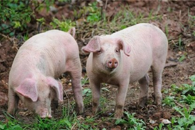 冬季猪瘟需加强防控