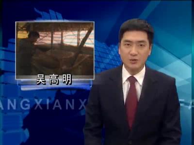 吴高明的养牛之路